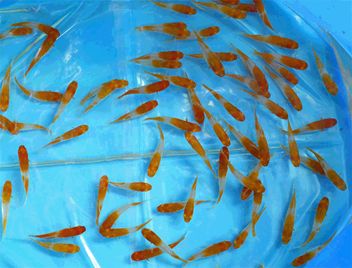swordtail fish breeding