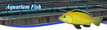 freswater tropical fish supplies