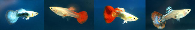 Guppy