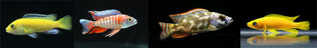 Africa Cichlid
