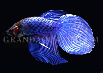 Tropical aquarium fish|Freshwater fish 