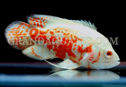 wholesale tropical fish for sale