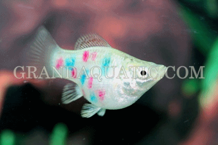 Freshwater Aquarium Fish for Sale